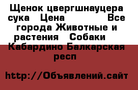 Щенок цвергшнауцера сука › Цена ­ 25 000 - Все города Животные и растения » Собаки   . Кабардино-Балкарская респ.